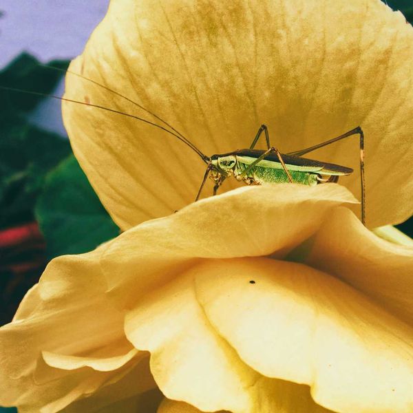 green grasshopper perched on yellow flower in close up photography during daytime
