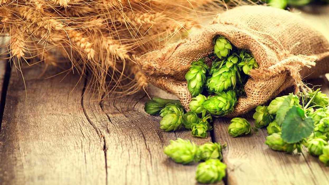 Green hops spilling out of a burlap bag on a wooden table