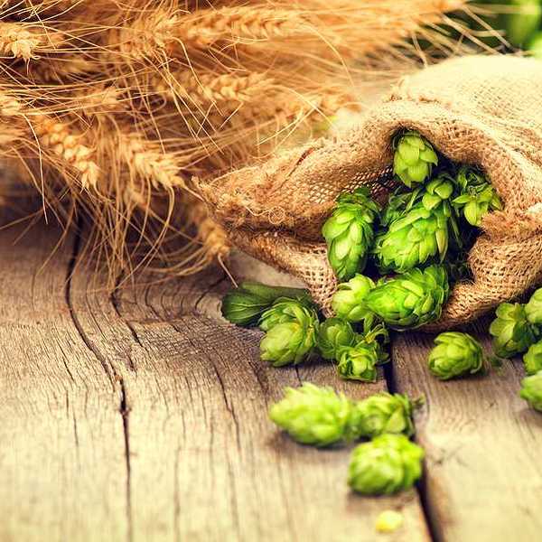 Green hops spilling out of a burlap bag on a wooden table