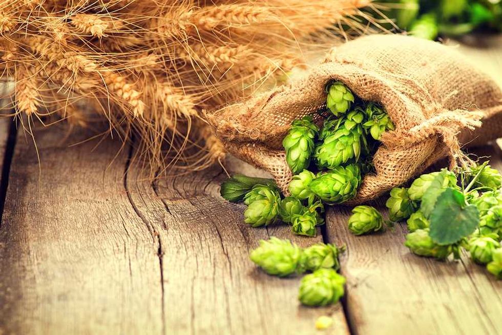 Meet the Bavarian hop farmer securing his harvest and income with solar 'hats'