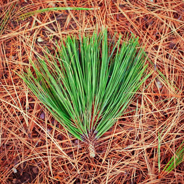 Green pine needles on a bed of dried pine needles