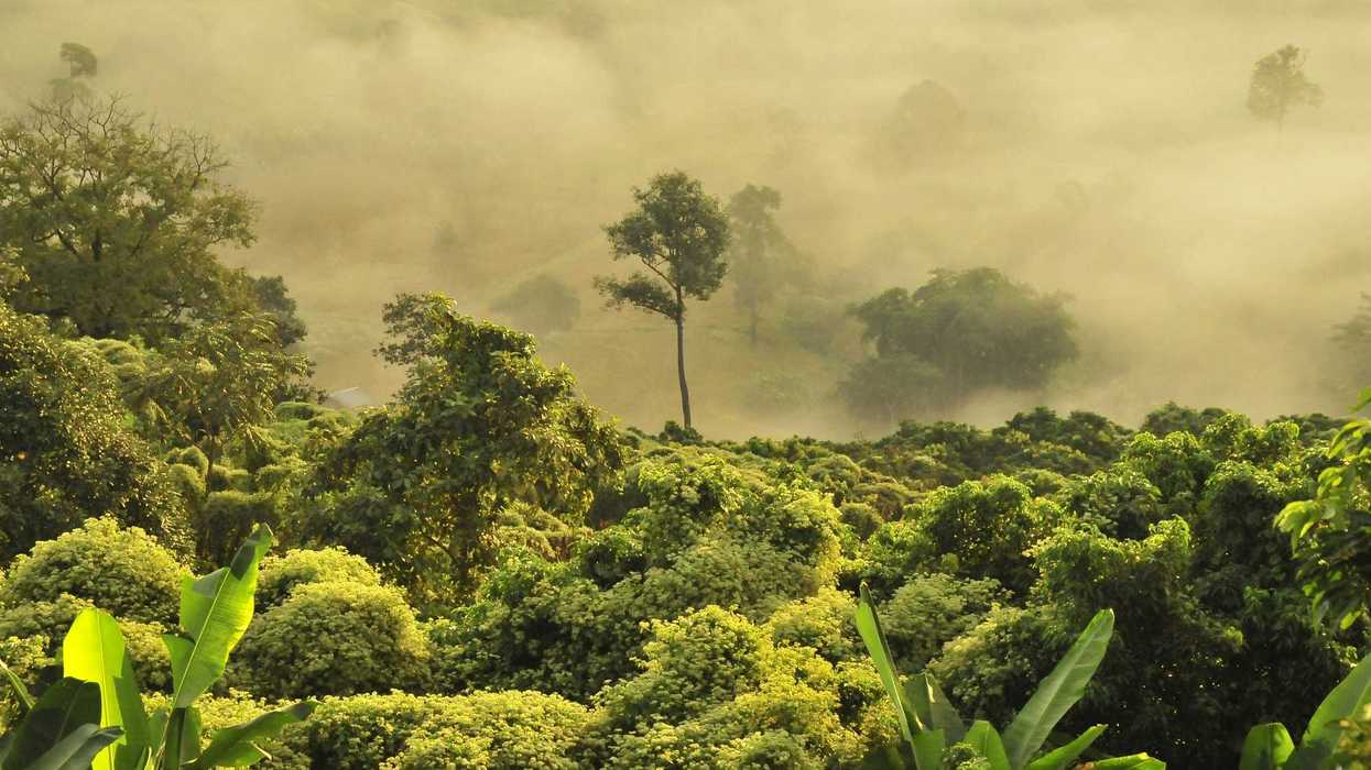 green trees in a tropic forest under fog