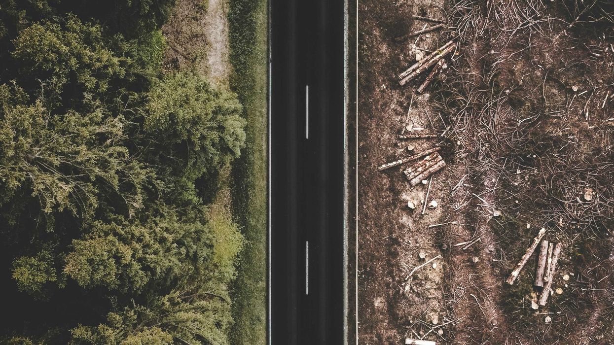 Green trees on one side of the road and deforested brown land with bare earth and cut timber on the other.