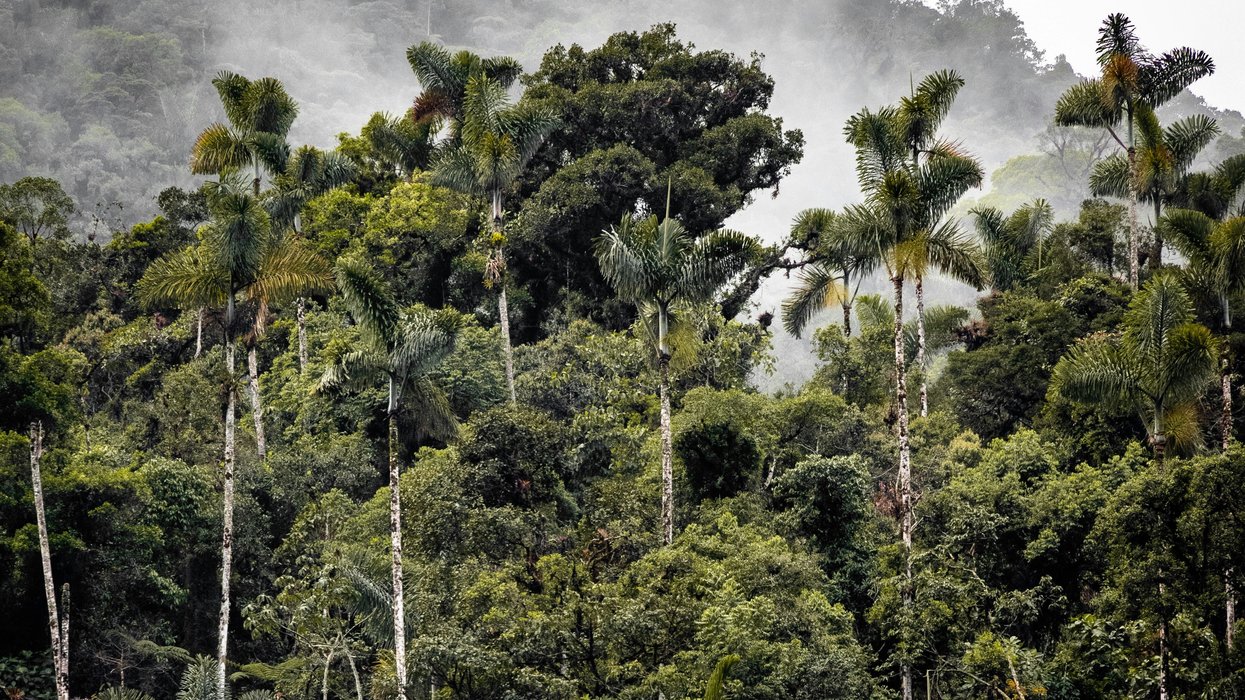 green trees under white clouds during daytime
