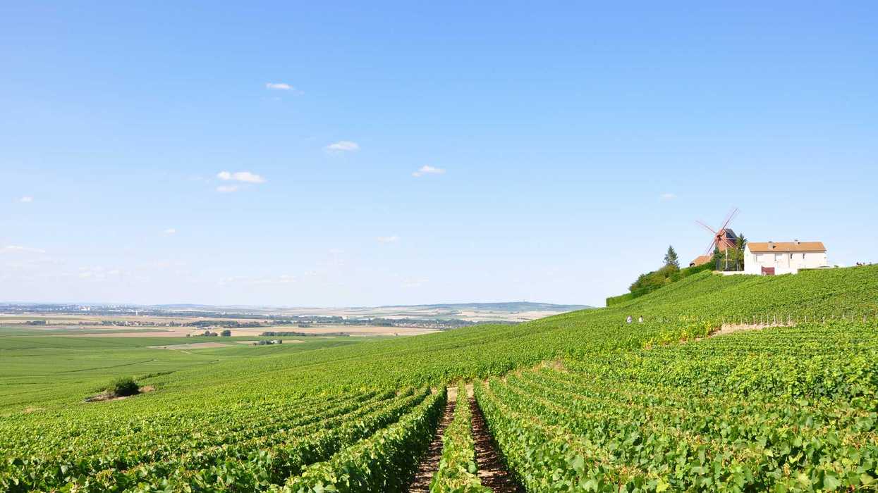 Green vineyard rows with a farmhouse and windmill on a hilltop above.