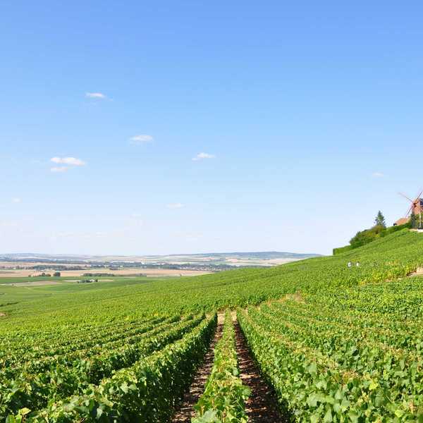 Green vineyard rows with a farmhouse and windmill on a hilltop above.