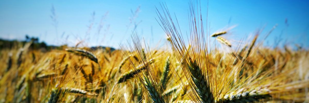 green wheat field during daytime.