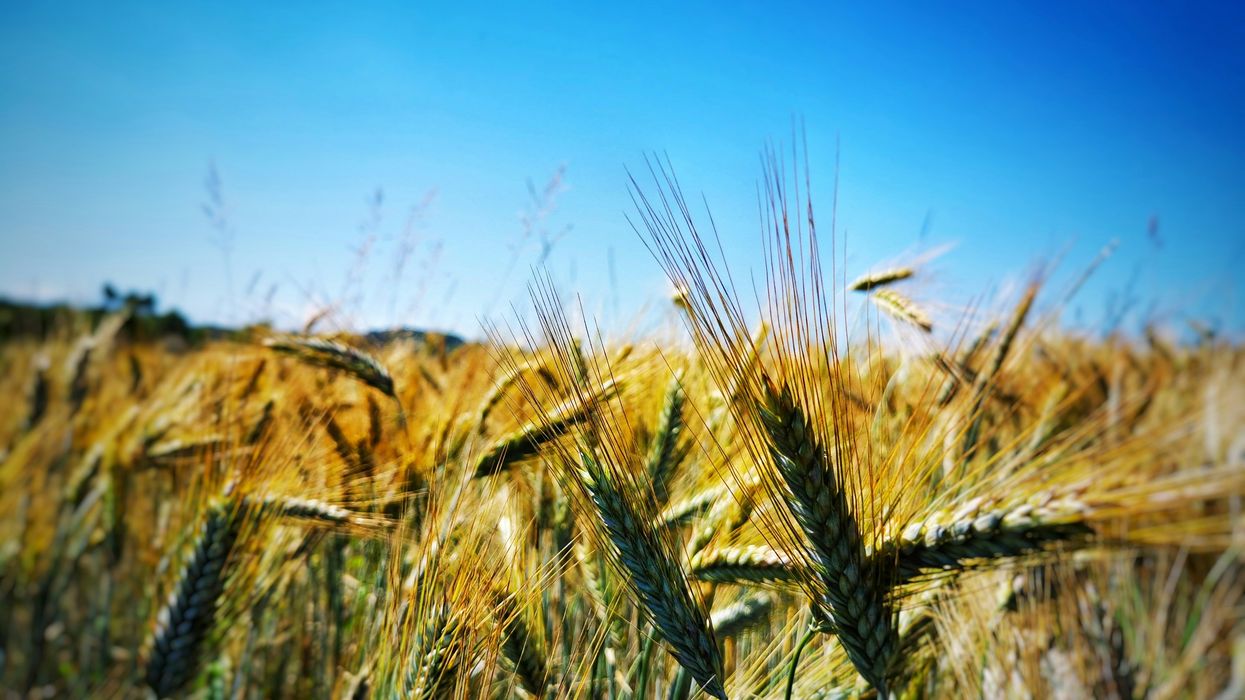 green wheat field during daytime.