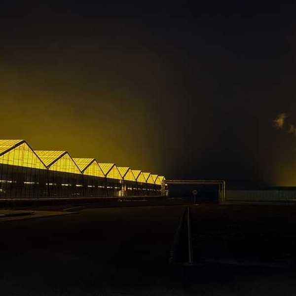 Greenhouses stretching into the distance with interior lights illuminating the night sky