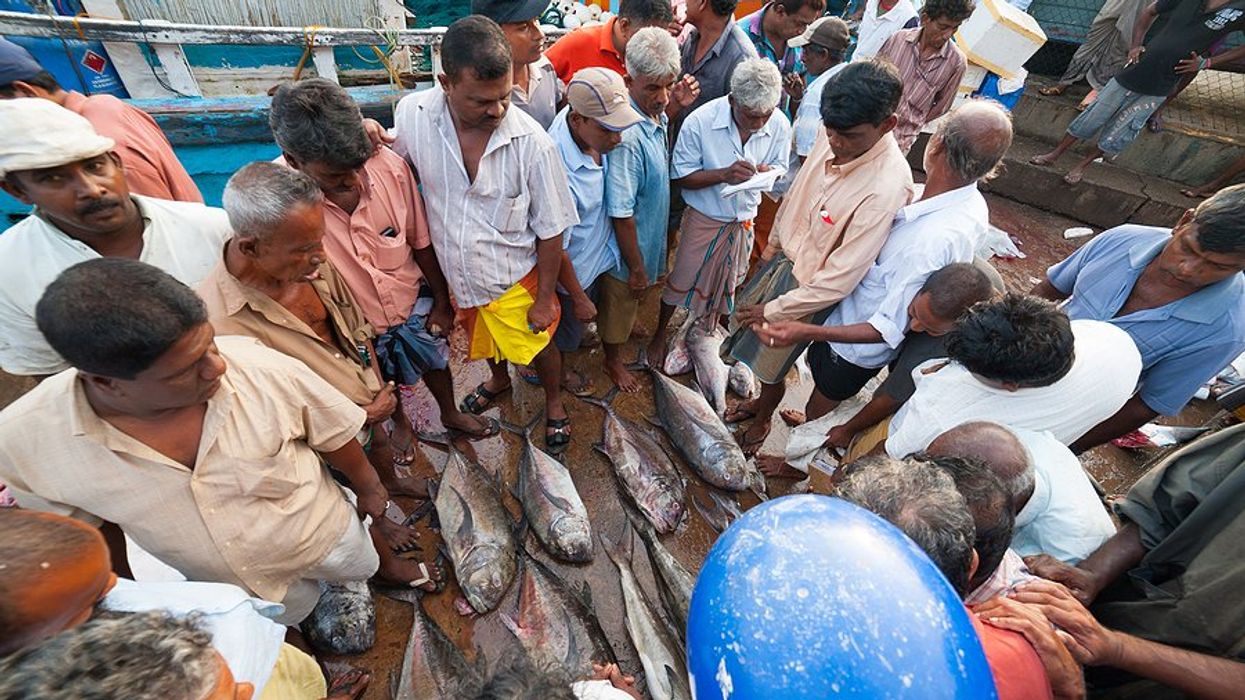 Group of fishermen in Sri Lanka looking at fish caught earlier that day.