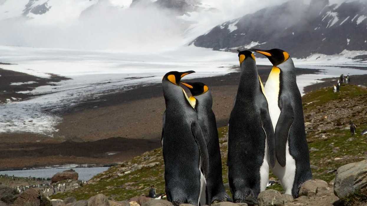 Group of four King penguins standing on rocky hilltop in Antarctica