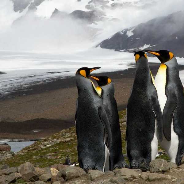 Group of four King penguins standing on rocky hilltop in Antarctica