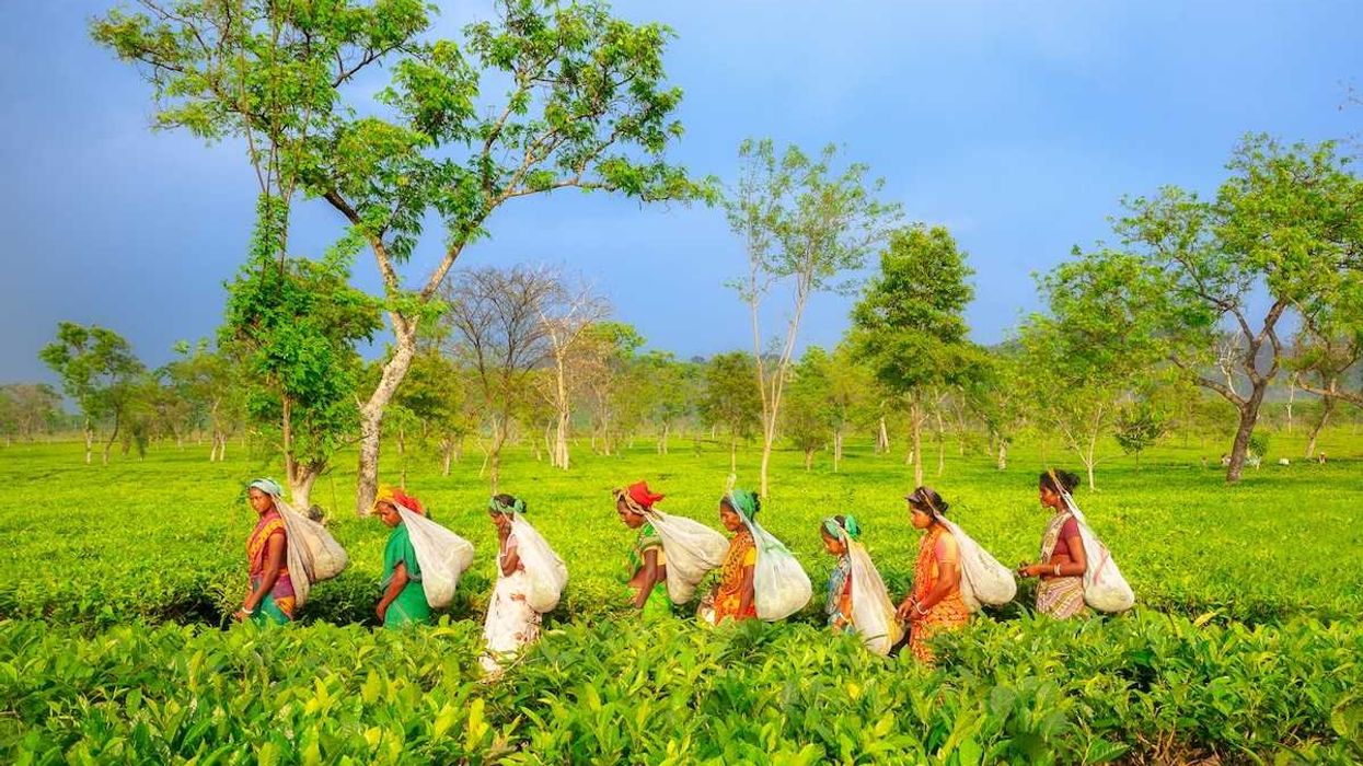 Group of women in single file carrying sacks and harvesting tea