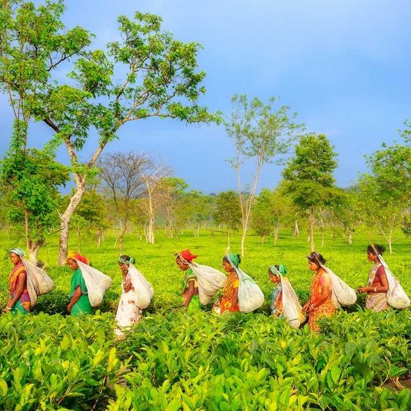 Group of women in single file carrying sacks and harvesting tea