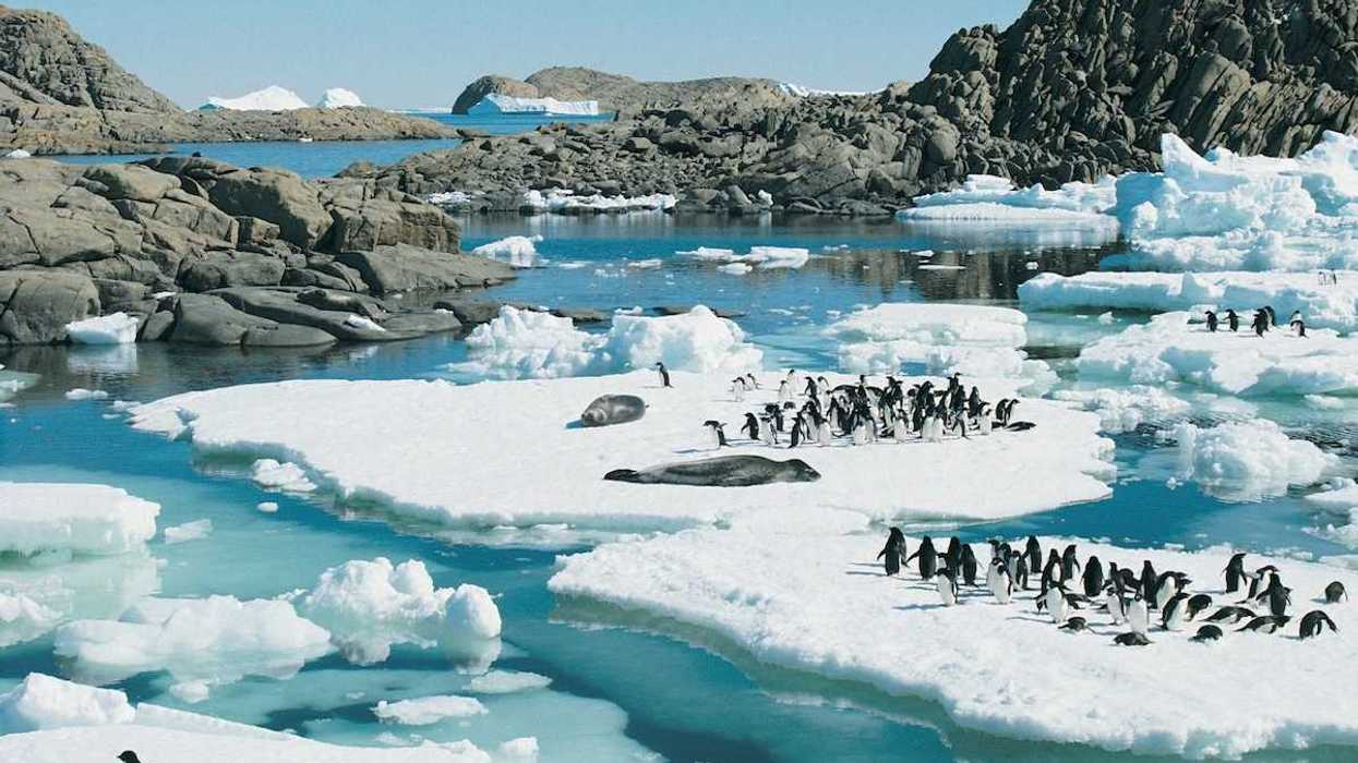 Groups of penguins atop Antarctic ice floes.