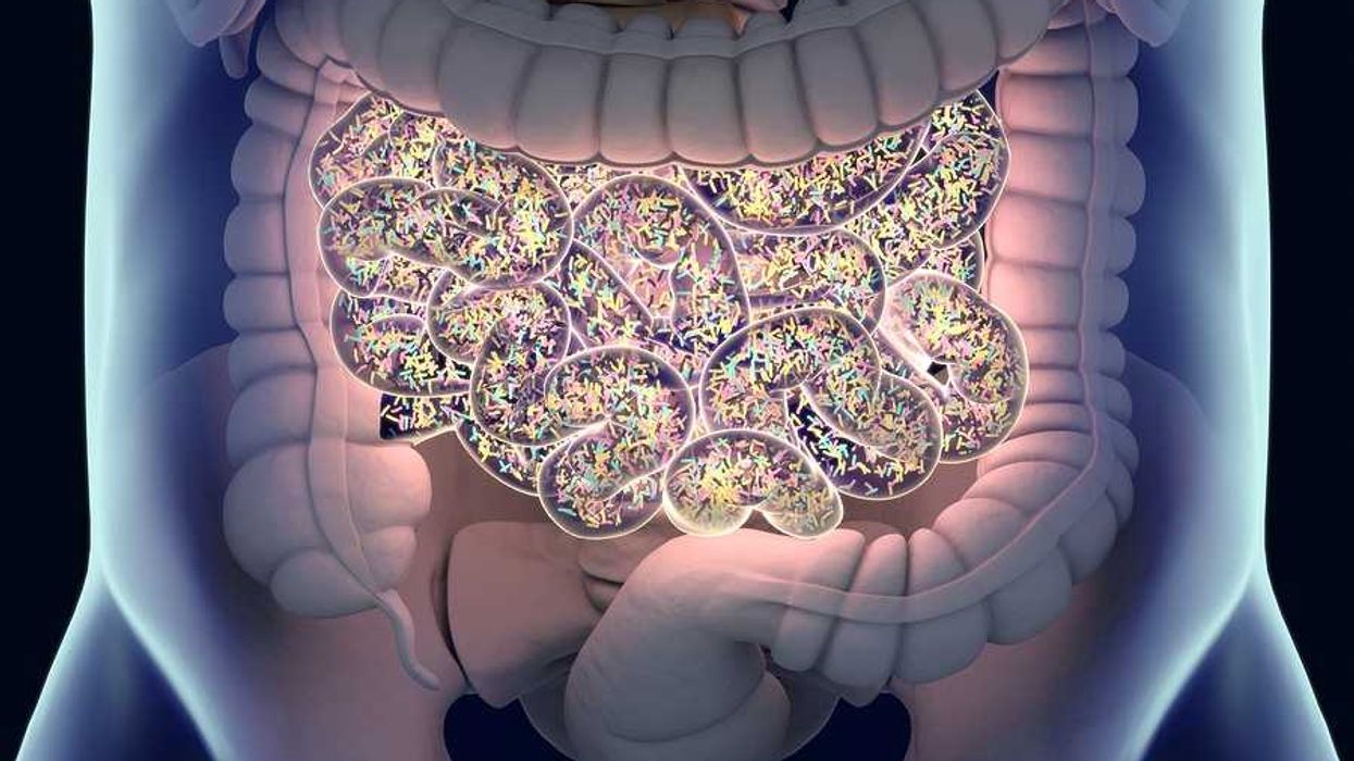 Gut bacteria , gut flora, microbiome. Bacteria inside the small intestine, 3D illustration.