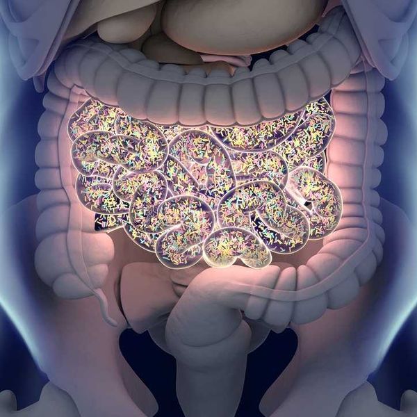 Gut bacteria , gut flora, microbiome. Bacteria inside the small intestine, 3D illustration.