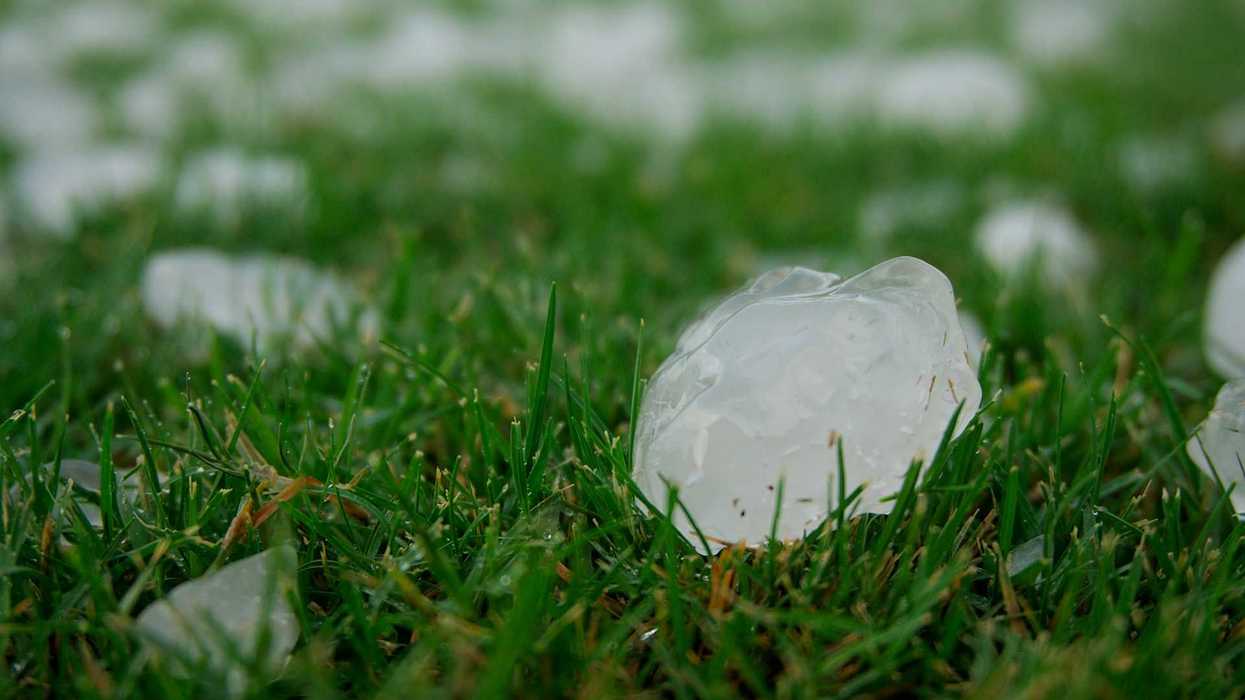 Hail stones on green grass