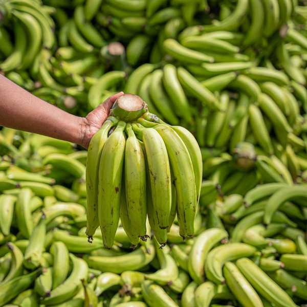 Hand holding freshly harvested bunch of bananas against background of harvested bananas