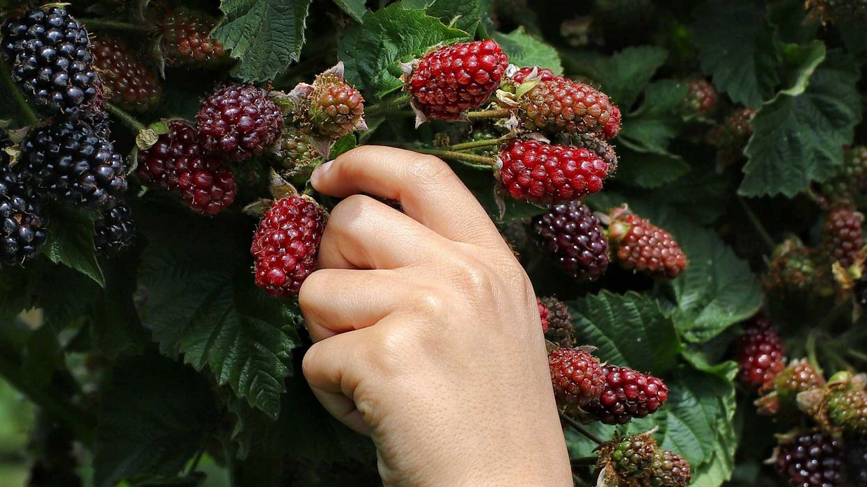 Hand picking blackberries.