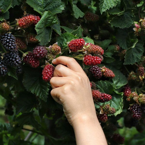 Hand picking blackberries.