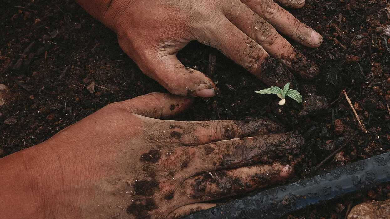 Hands covered in dark soil planting a small green seedling in the ground.