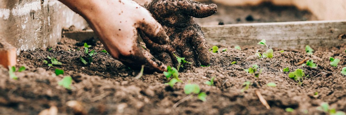 Hands digging up baby plants in a garden bed.
