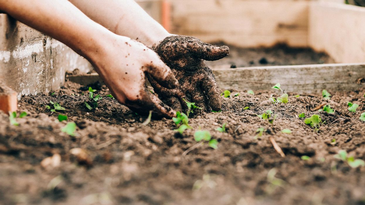 Hands digging up baby plants in a garden bed.