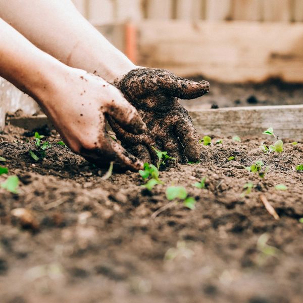 Hands digging up baby plants in a garden bed.