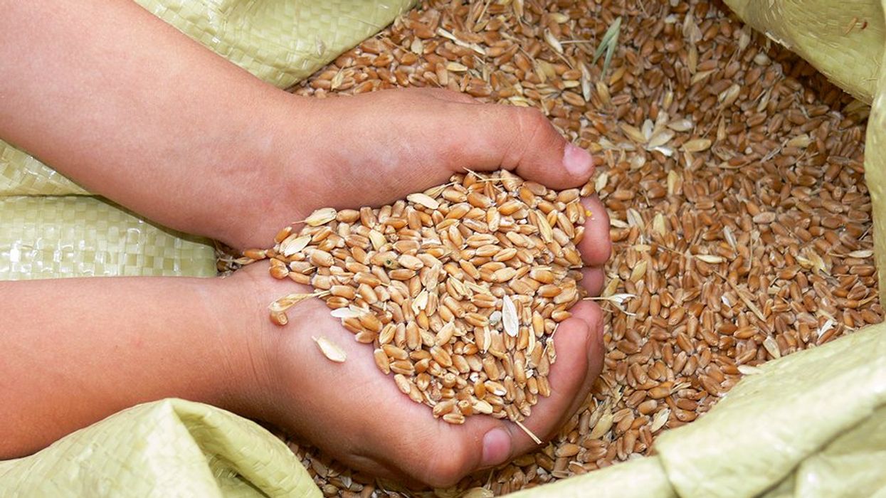 Hands gathering wheat seeds in a bag.