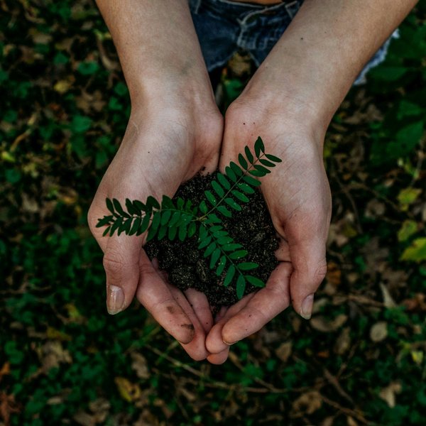 Hands holding a small green plant.