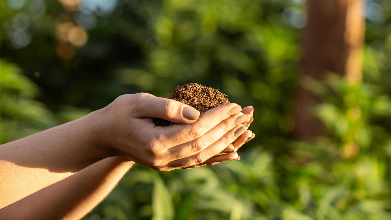 Hands holding brown soil with sunlit trees in background.