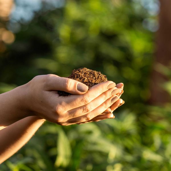 Hands holding brown soil with sunlit trees in background.