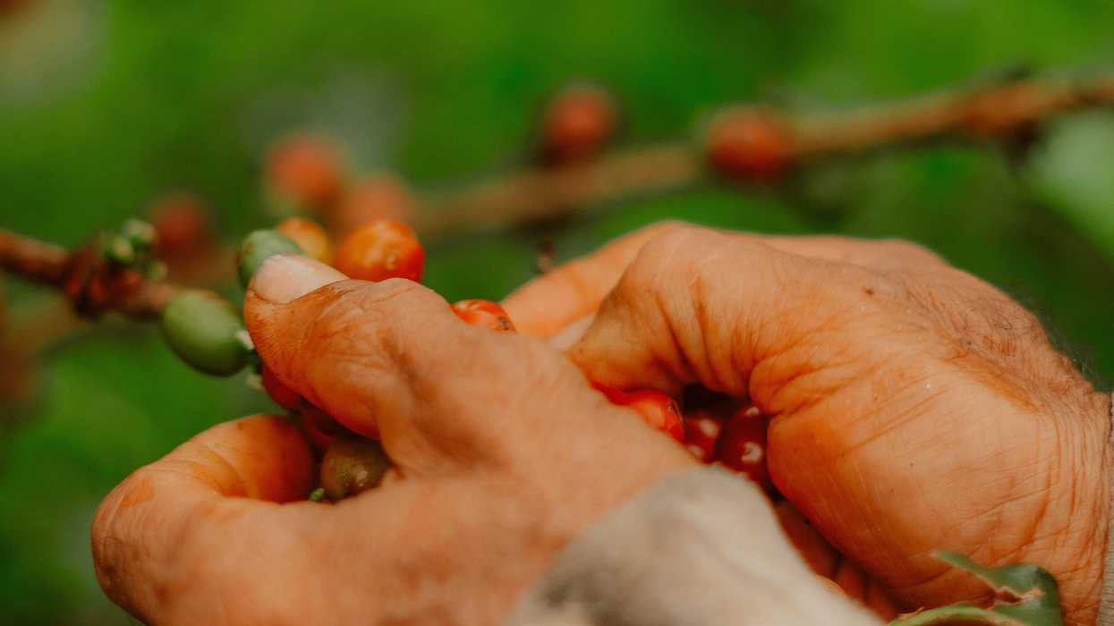 Hands picking ripe red coffee cherries from branches.