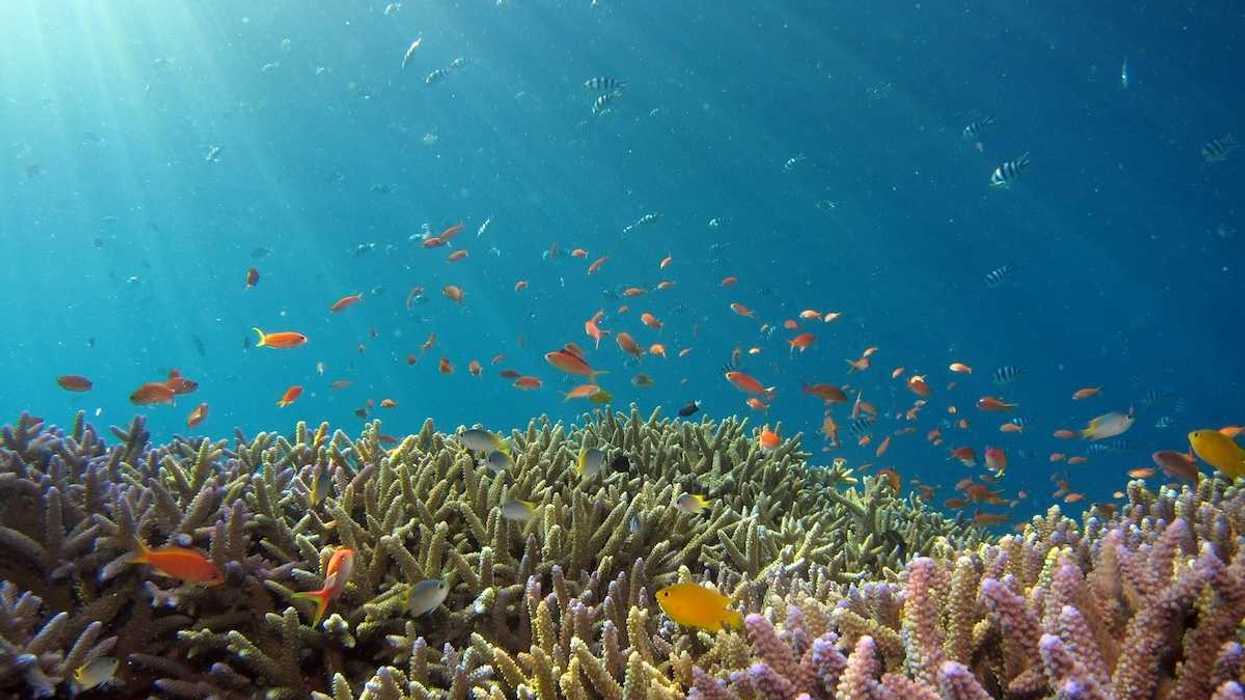 Healthy coral reef and associated fish