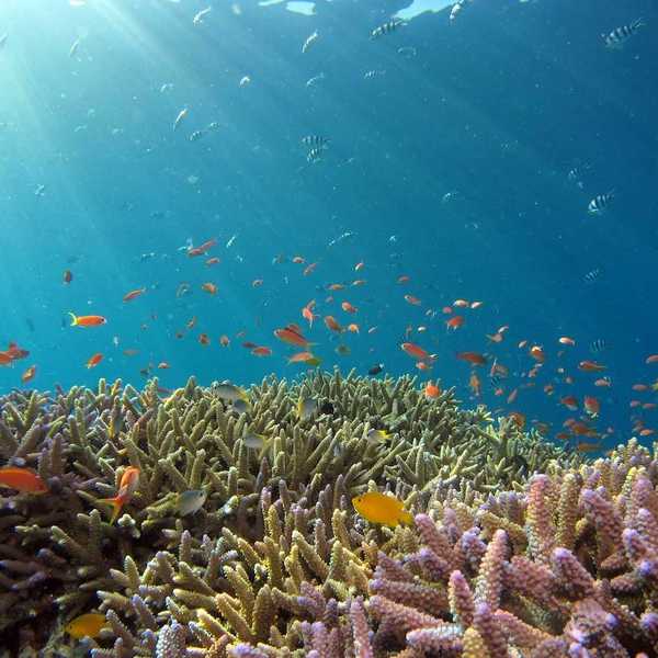 Healthy coral reef and associated fish