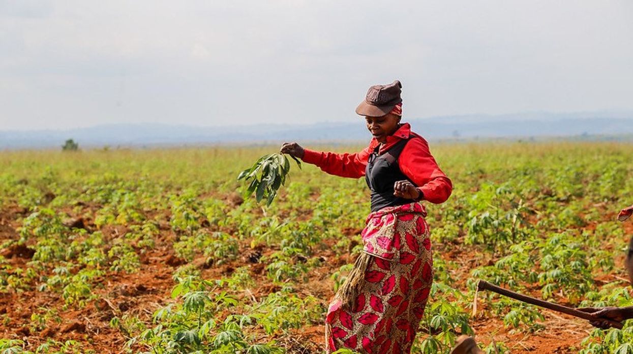 Heirloom crops food security