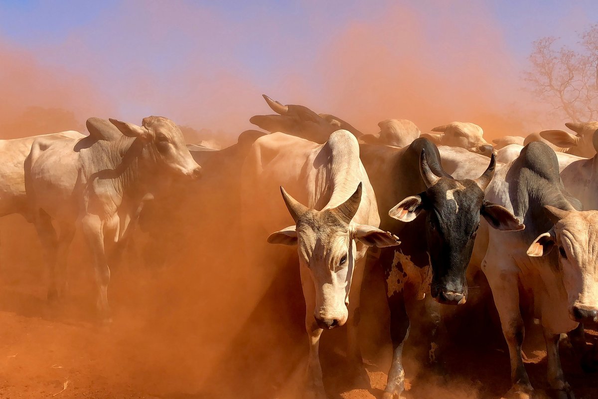 Climate change challenges Brazil's beef industry