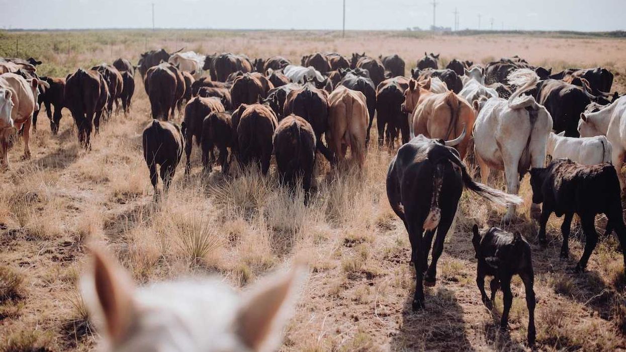 Herd of cattle on sparse grassland