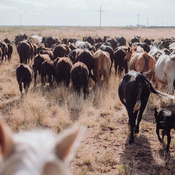 Herd of cattle on sparse grassland