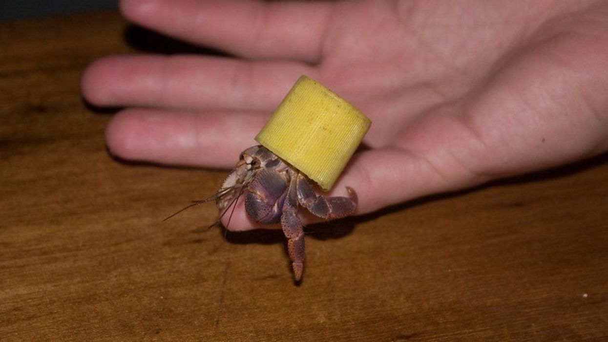 hermit crabs nesting in plastic trash
