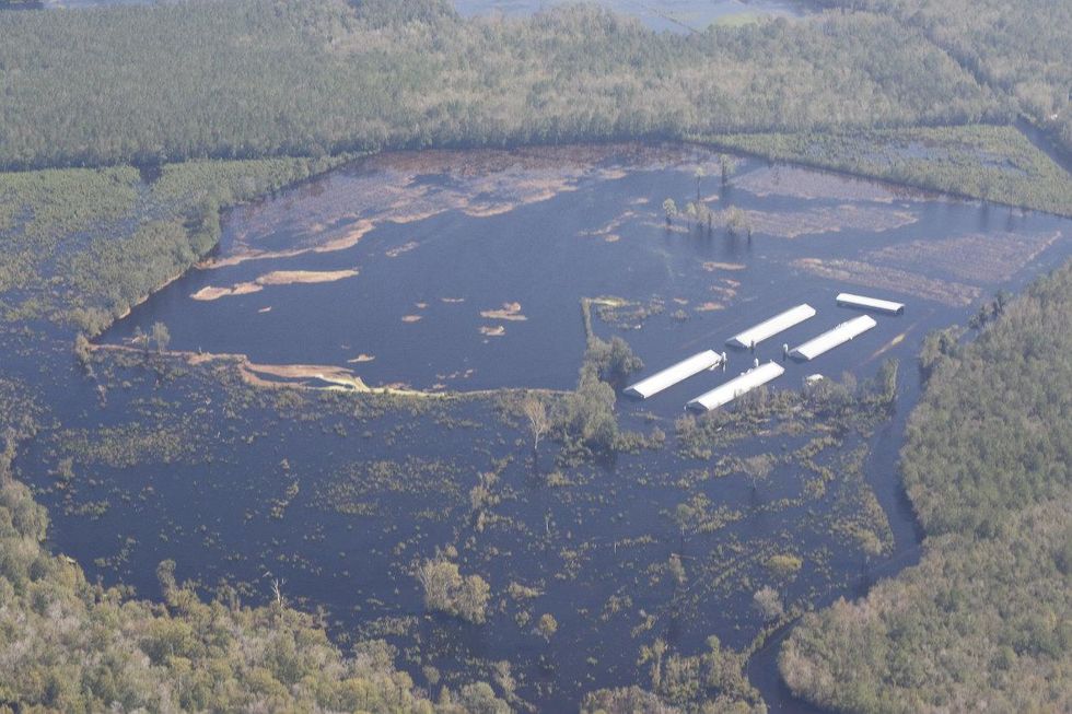 hog farms north carolina