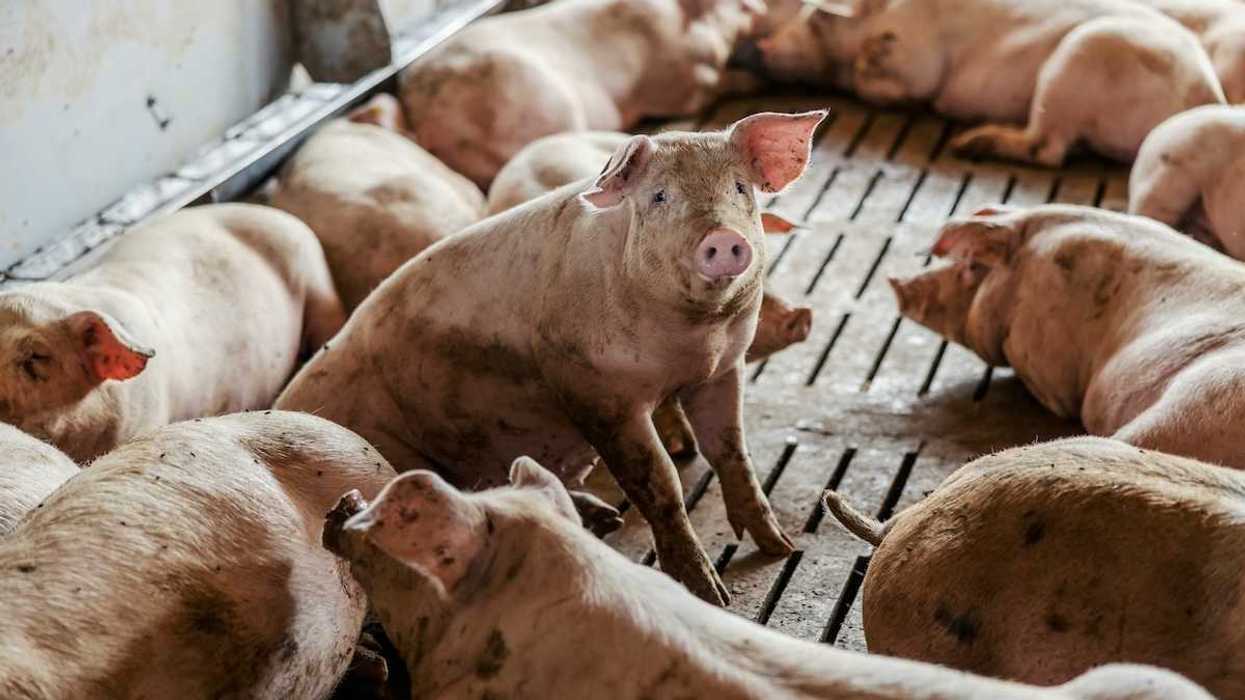 Hog raising facility with forlorn hogs languishing on a hard slatted floor