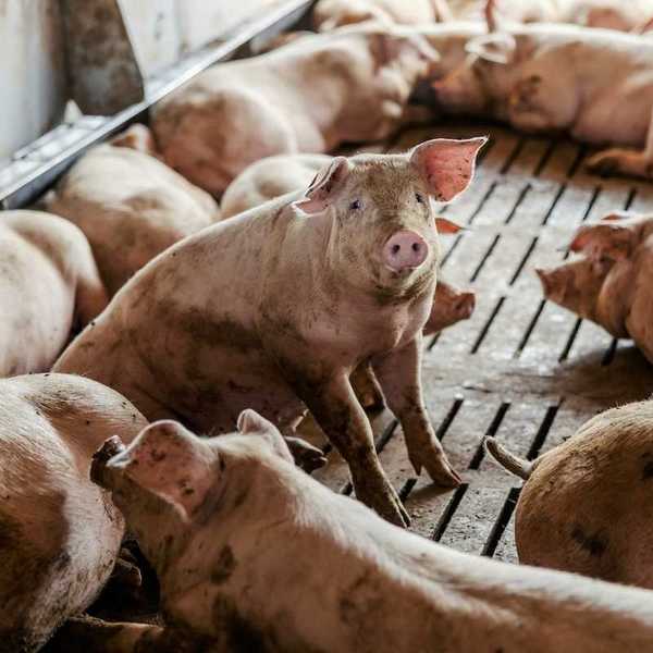 Hog raising facility with forlorn hogs languishing on a hard slatted floor