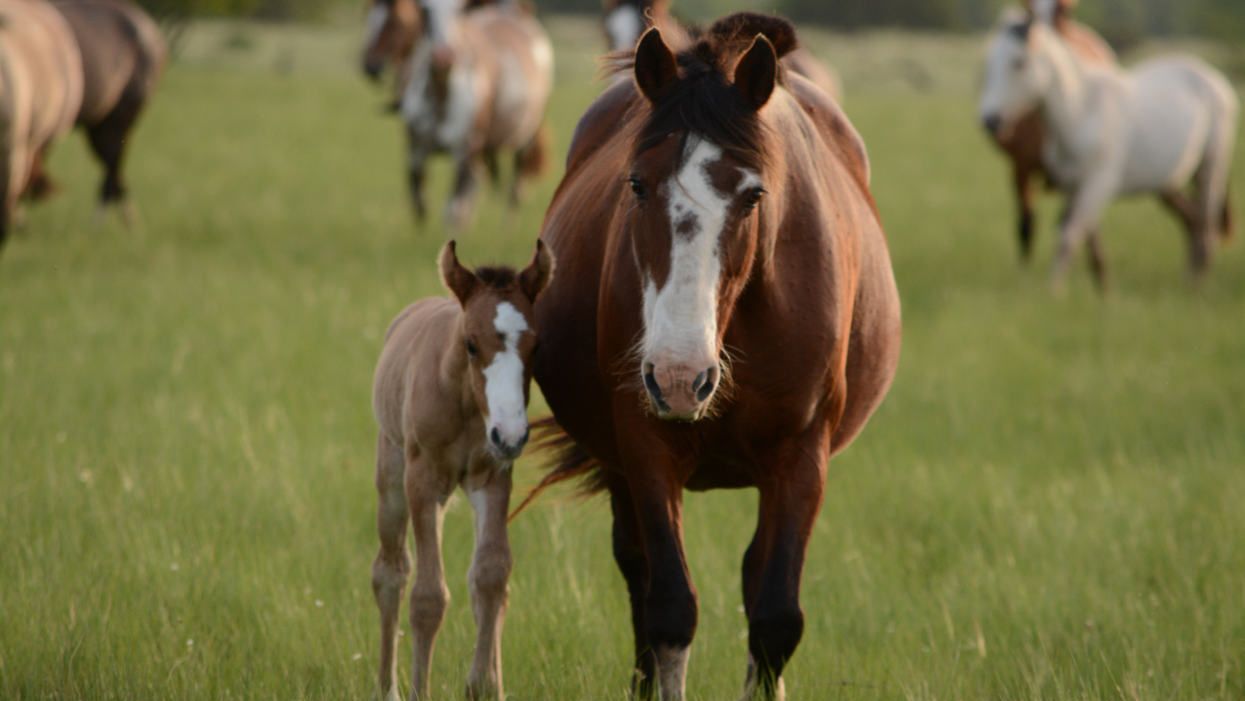 horses in field