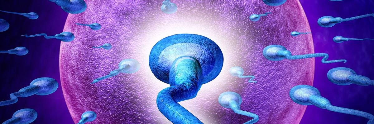 Human Fertility concept image with an extreme persective close up of microscopic sperm or spermatozoa cells swimming towards a female egg cell.