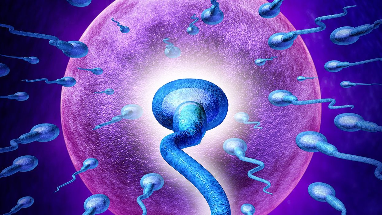 Human Fertility concept image with an extreme persective close up of microscopic sperm or spermatozoa cells swimming towards a female egg cell.