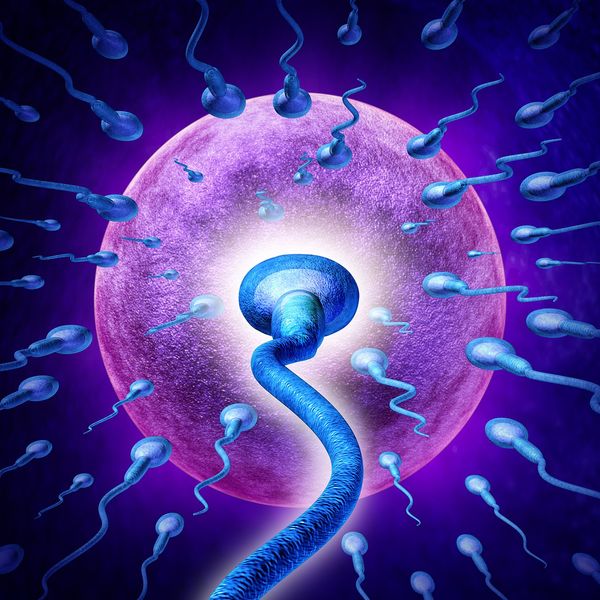 Human Fertility concept image with an extreme persective close up of microscopic sperm or spermatozoa cells swimming towards a female egg cell.
