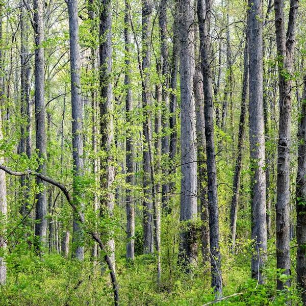 Huntley Meadows Park, Virginia mixed forest