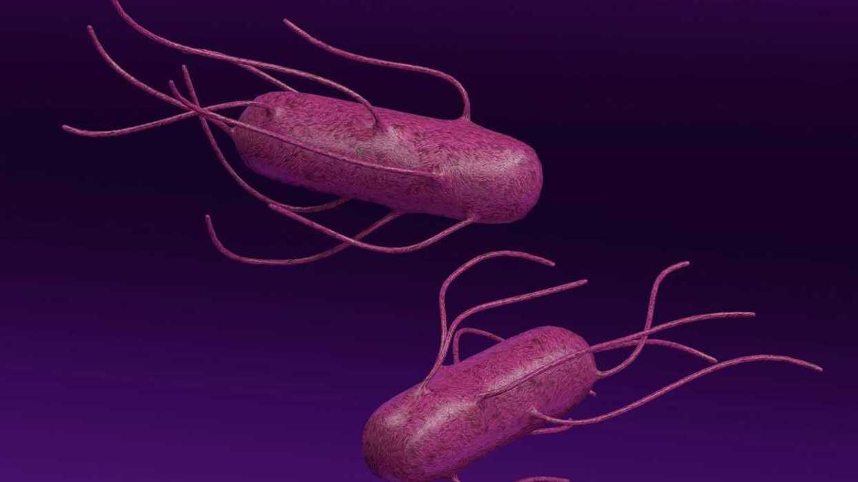 Illustration of vibrio bacteria depicted in color as purple